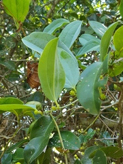Smilax anceps