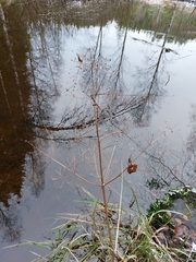 Alisma plantago-aquatica