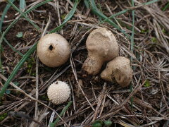Lycoperdon lividum