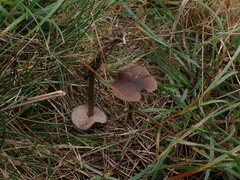 Entoloma hebes
