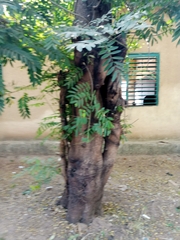 Senna siamea