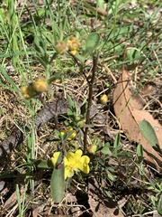 Hibbertia obtusifolia