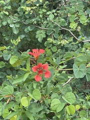 Bauhinia galpinii