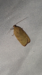 Phaeosaces coarctatella