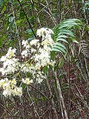 Epidendrum verrucosum