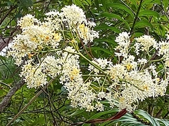 Epidendrum verrucosum