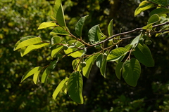 Annona senegalensis