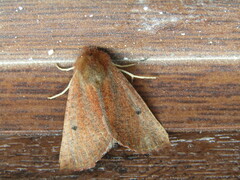 Dasycorsa modesta