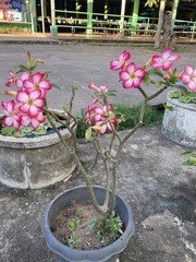 Adenium