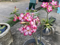 Adenium