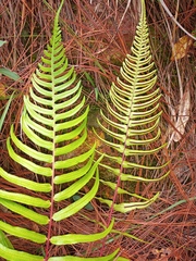 Blechnum falciforme