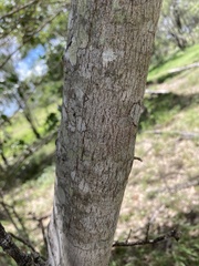 Cyclophyllum coprosmoides