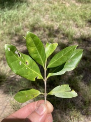 Cyclophyllum coprosmoides
