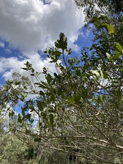 Cyclophyllum coprosmoides
