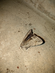 Melipotis jucunda