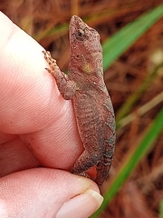 Anolis mccraniei