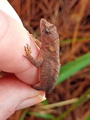 Anolis mccraniei