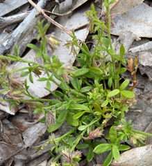 Xanthosia tasmanica