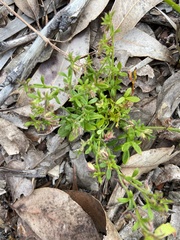 Xanthosia tasmanica
