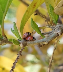 Cheilomenes propinqua