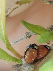 Cheilomenes propinqua