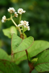 Persicaria chinensis