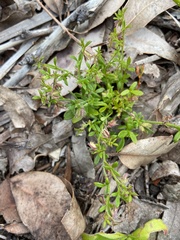 Xanthosia tasmanica