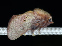 Doratifera quadriguttata