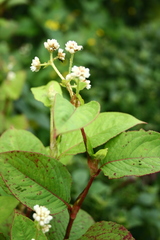 Persicaria chinensis