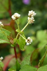 Persicaria chinensis