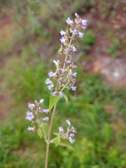 Hyptis mutabilis