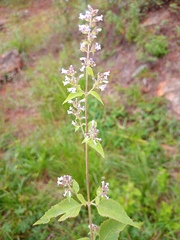 Hyptis mutabilis