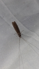 Triplectidinae