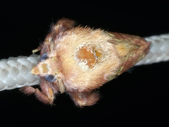 Doratifera quadriguttata