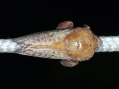 Doratifera quadriguttata