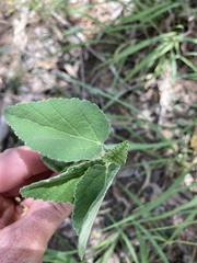 Sida cordifolia