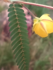 Chamaecrista mimosoides