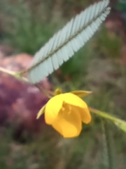 Chamaecrista mimosoides
