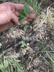 Sida cordifolia