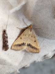 Isturgia arenacearia