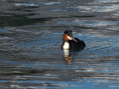 Podiceps cristatus australis