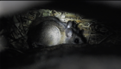Rodentia