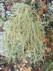 Usnea subfloridana