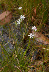 Wurmbea biglandulosa