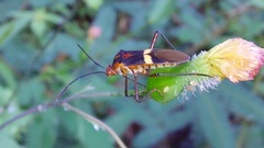 Hypselonotus interruptus