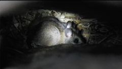 Rodentia
