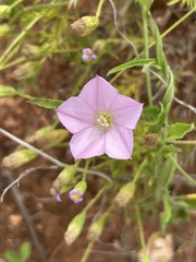 Convolvulus remotus