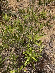 Samadera bidwillii