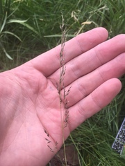 Muhlenbergia montana