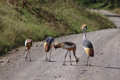 Balearica regulorum